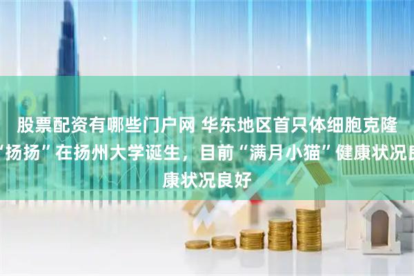 股票配资有哪些门户网 华东地区首只体细胞克隆猫“扬扬”在扬州大学诞生，目前“满月小猫”健康状况良好